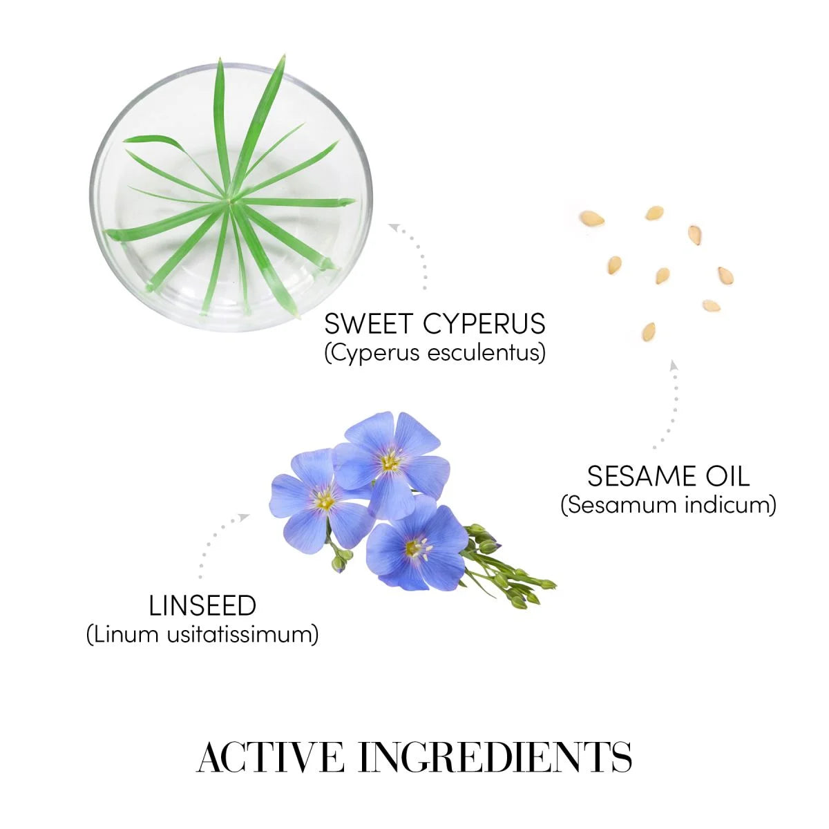 Medavita Prodige ingrediente active: Sweet Cyperus esculentus, Sesame Oil Sesamum indicum si Linseed Linum usitatissimum. Reparare si umplere par deteriorat.