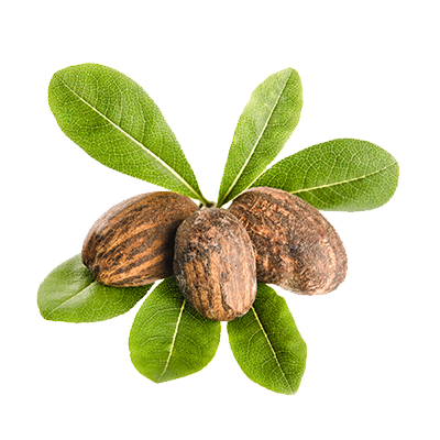 Nuci de shea african pur – ingredientul principal din Saryna Key Curl Control Shea Butter pentru par ondulat si cret