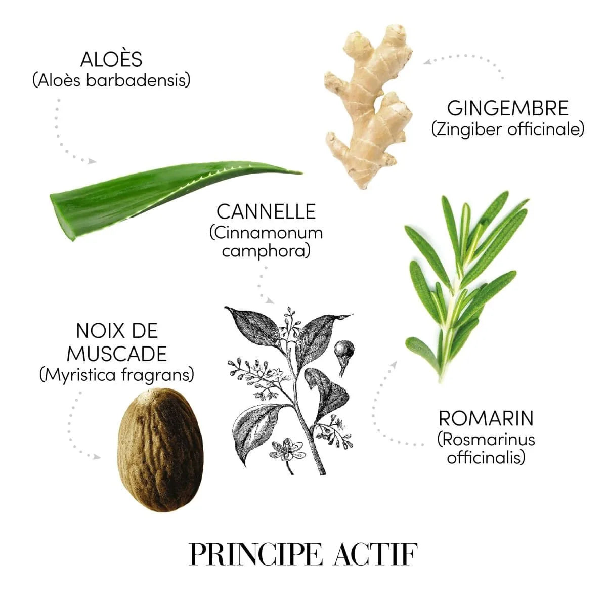 Ingrediente ACtive Sampon Anticadere Medavita